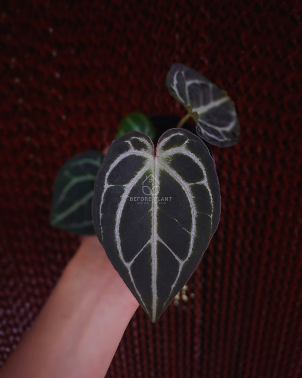 Anthurium SKG Pink Lemonade Black Widow Michelle x Red Tiger