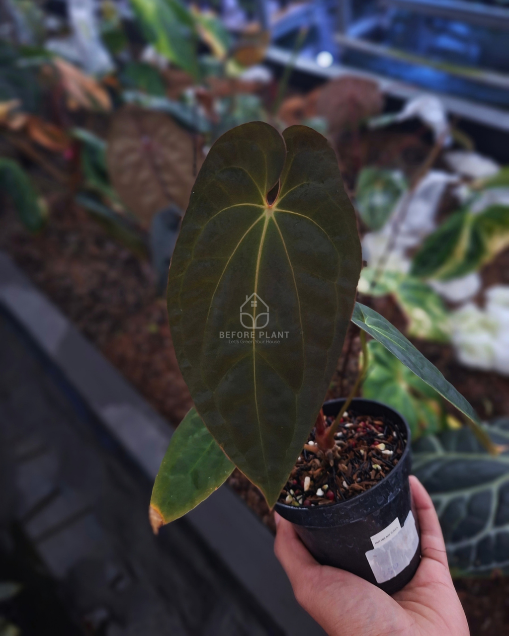 Anthurium Papi Var AOS Tezula x Self