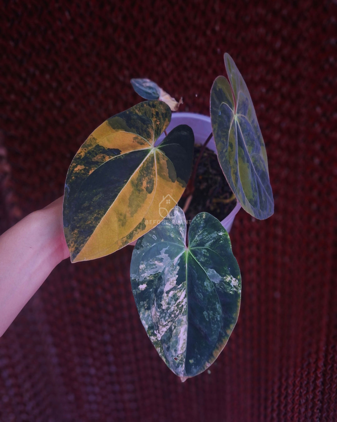 Anthurium Papi Variegated x Black Velvet