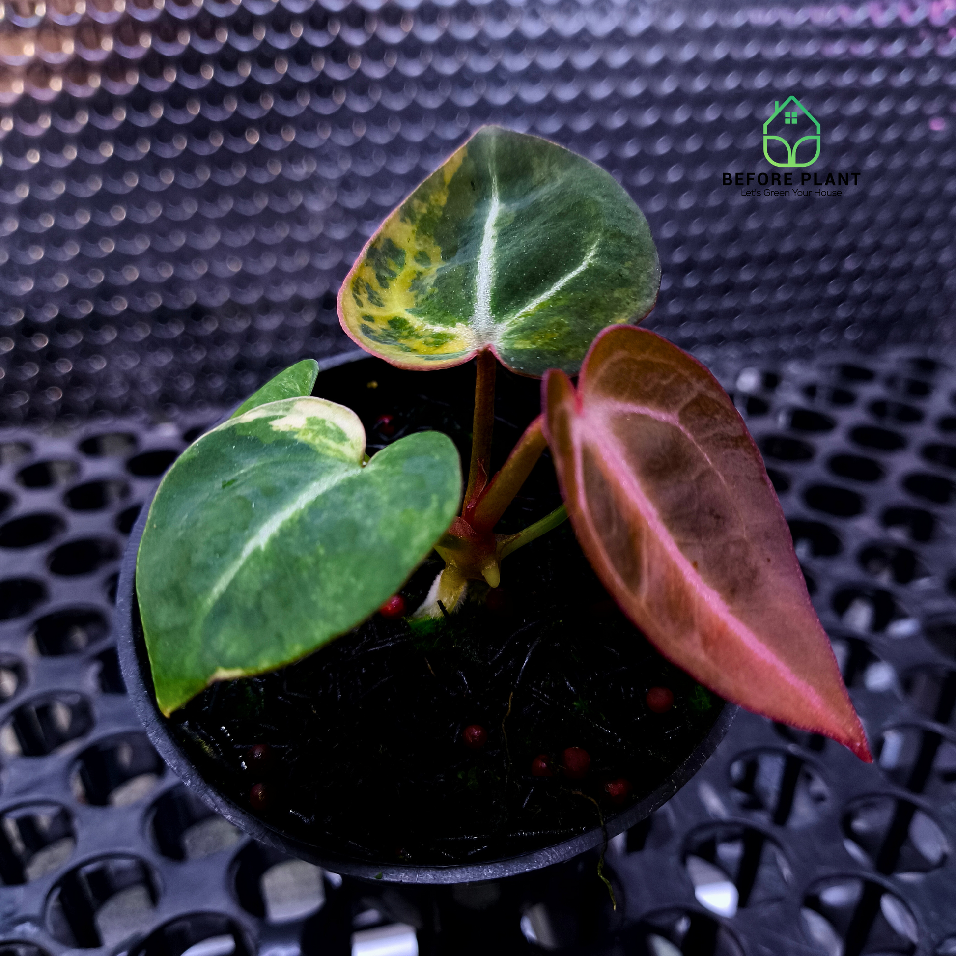 anthurium crystallinum x besseae Anthurium Besseae x Michelle. – Beforeplant