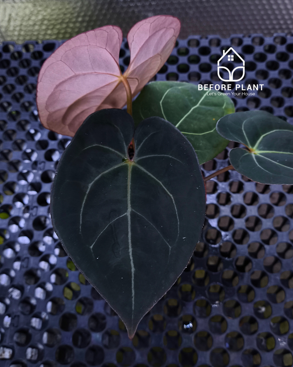 Anthurium Black Venom