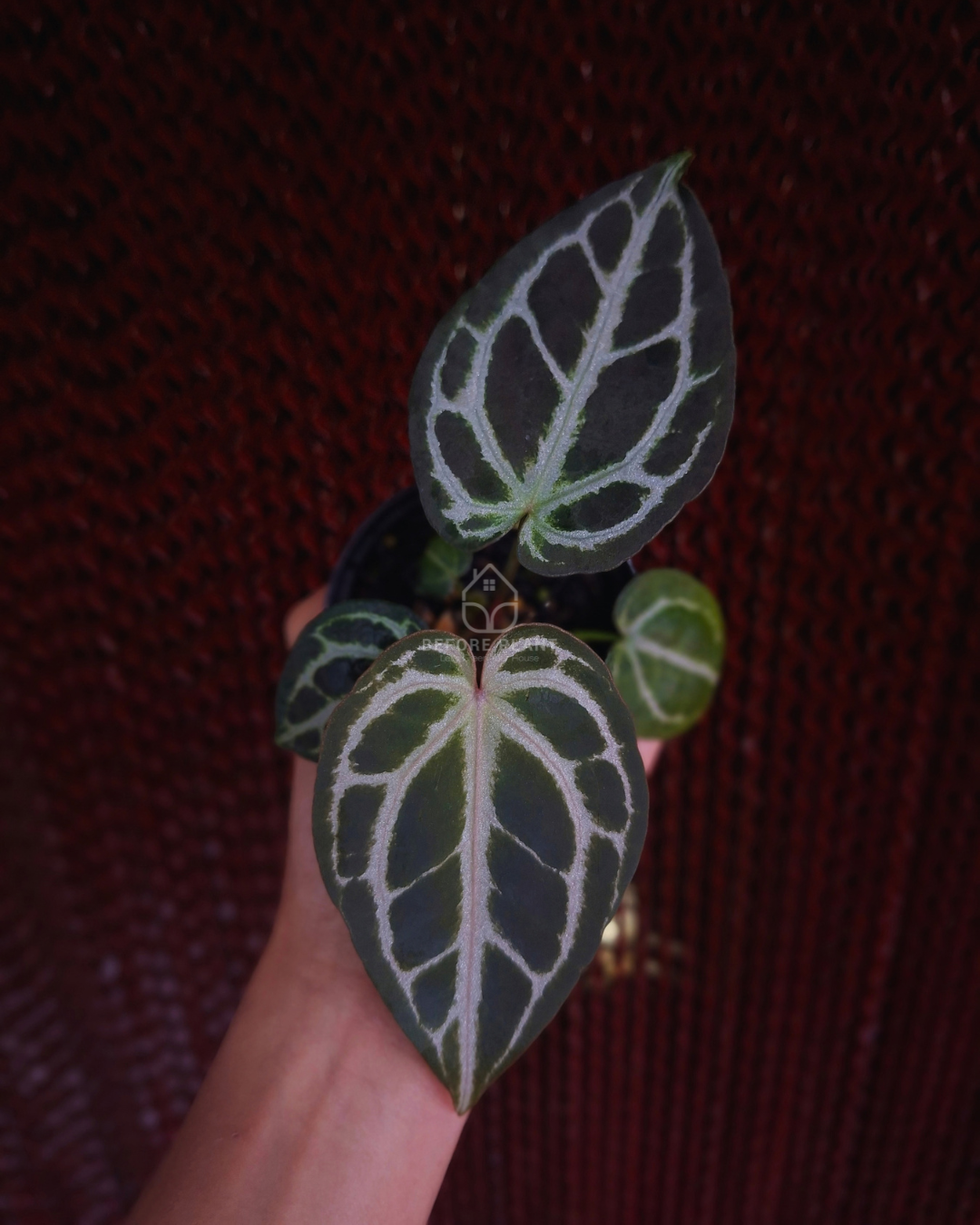 Anthurium SKG Pink Lemonade Black Widow Michelle x Red Tiger
