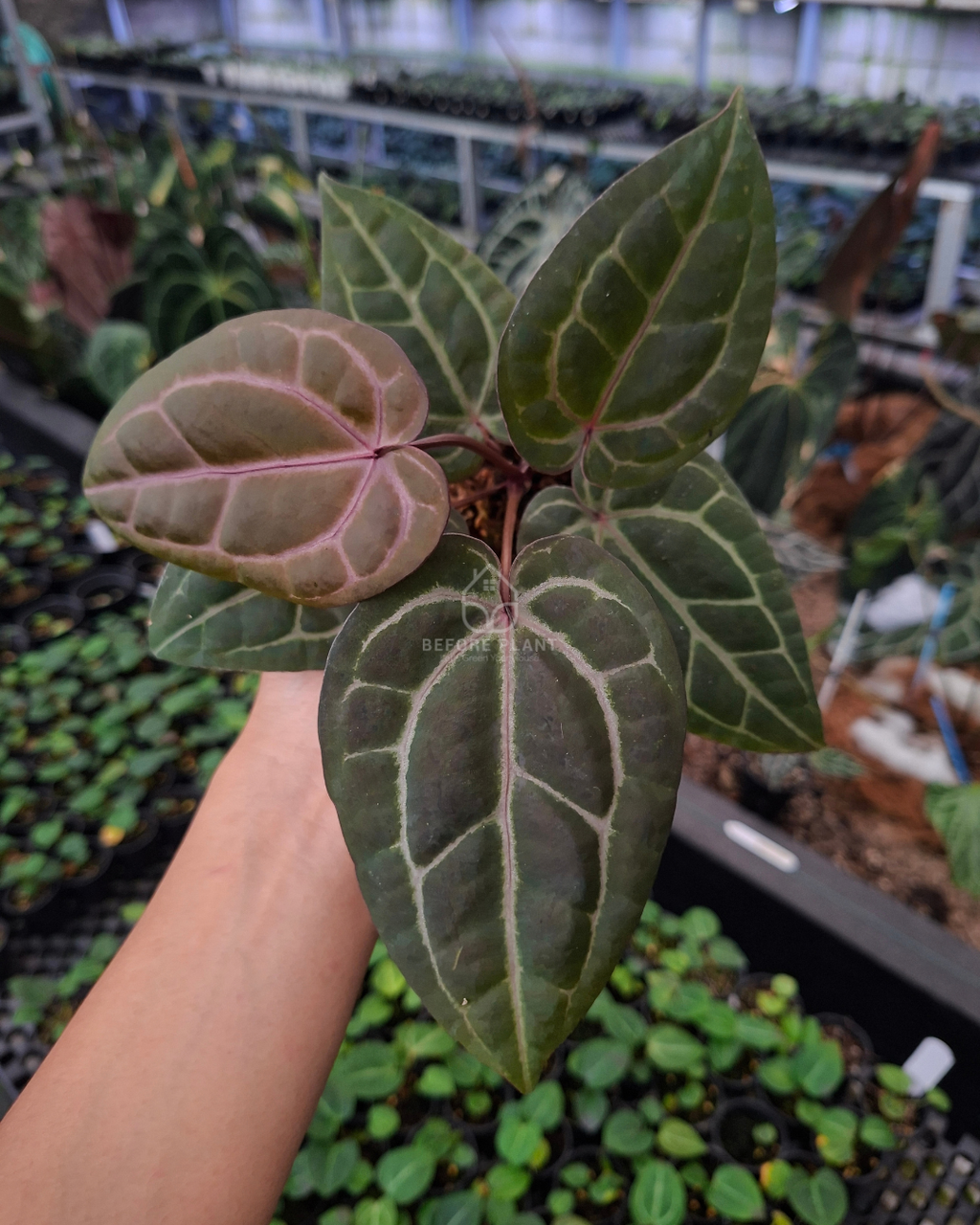 Anthurium Michelle X Indigo