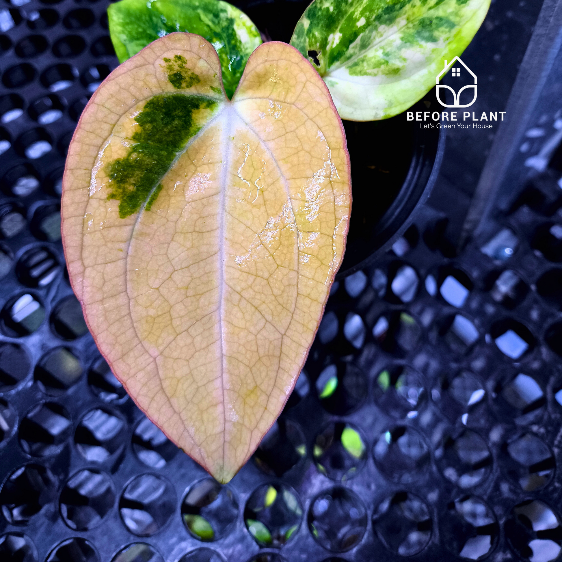 Anthurium Papi Variegated x Carla AU1