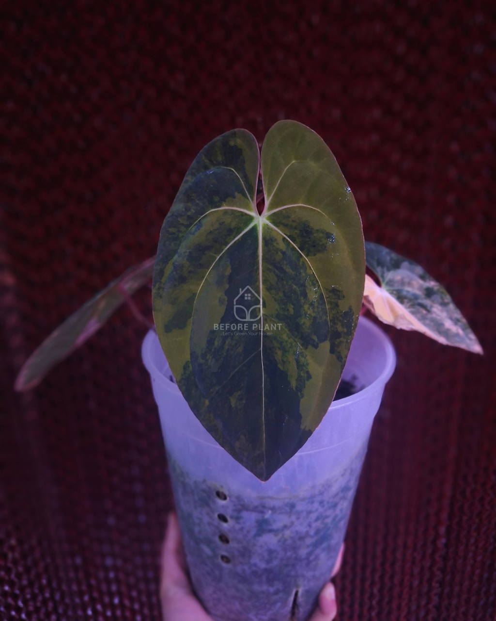 Anthurium Papi Variegated x Black Velvet
