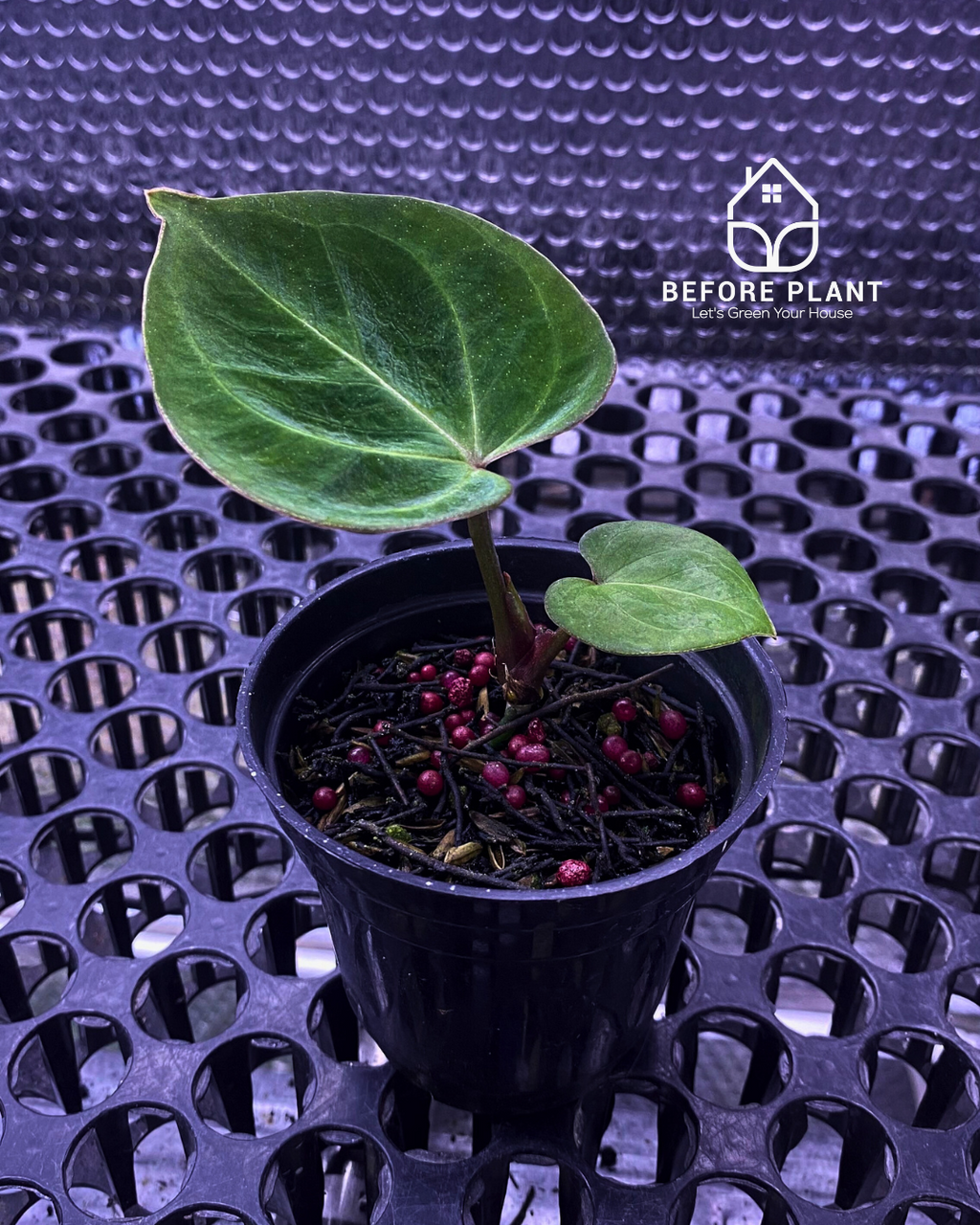 Anthurium King of Spades (HU) Seedling