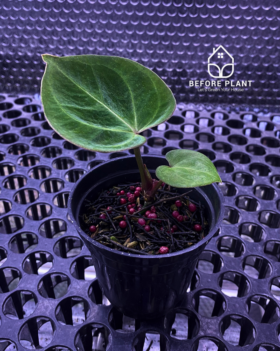 Anthurium King of Spades (HU) Seedling