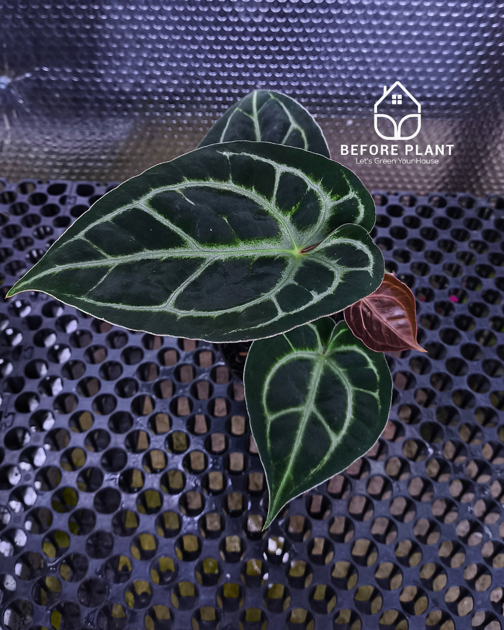 Anthurium Panglima x King Of Spades ( KOS/HU )