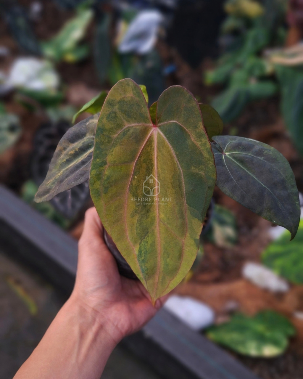 Anthurium Black Venom x Red Veid Dark Phoenix (RVDP)