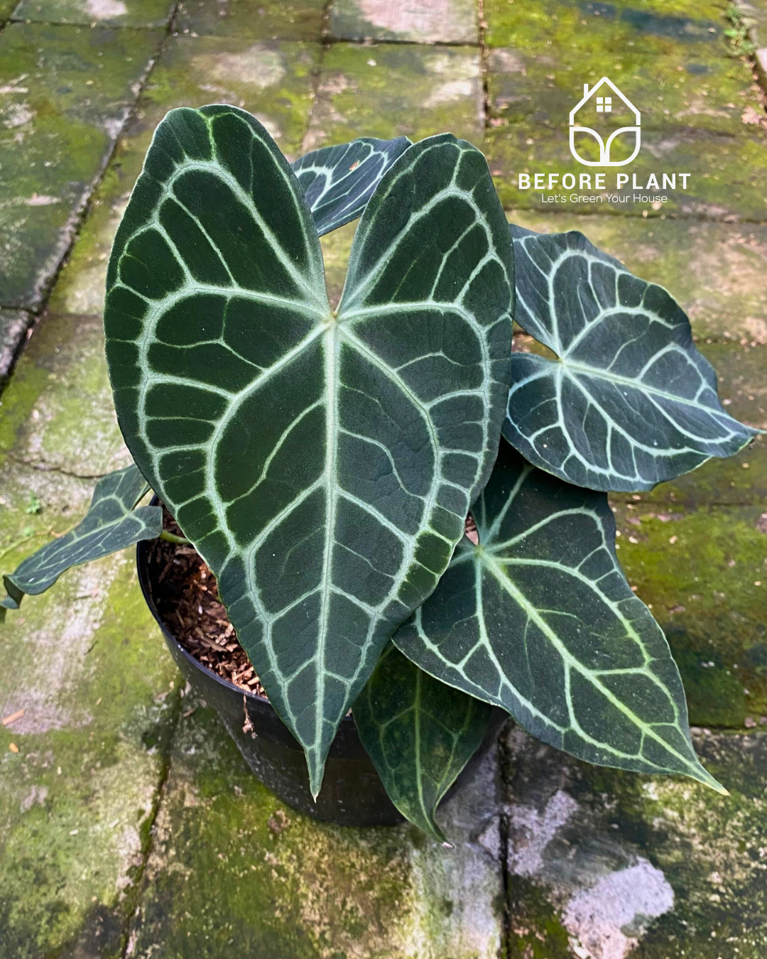 Anthurium Clarinervium