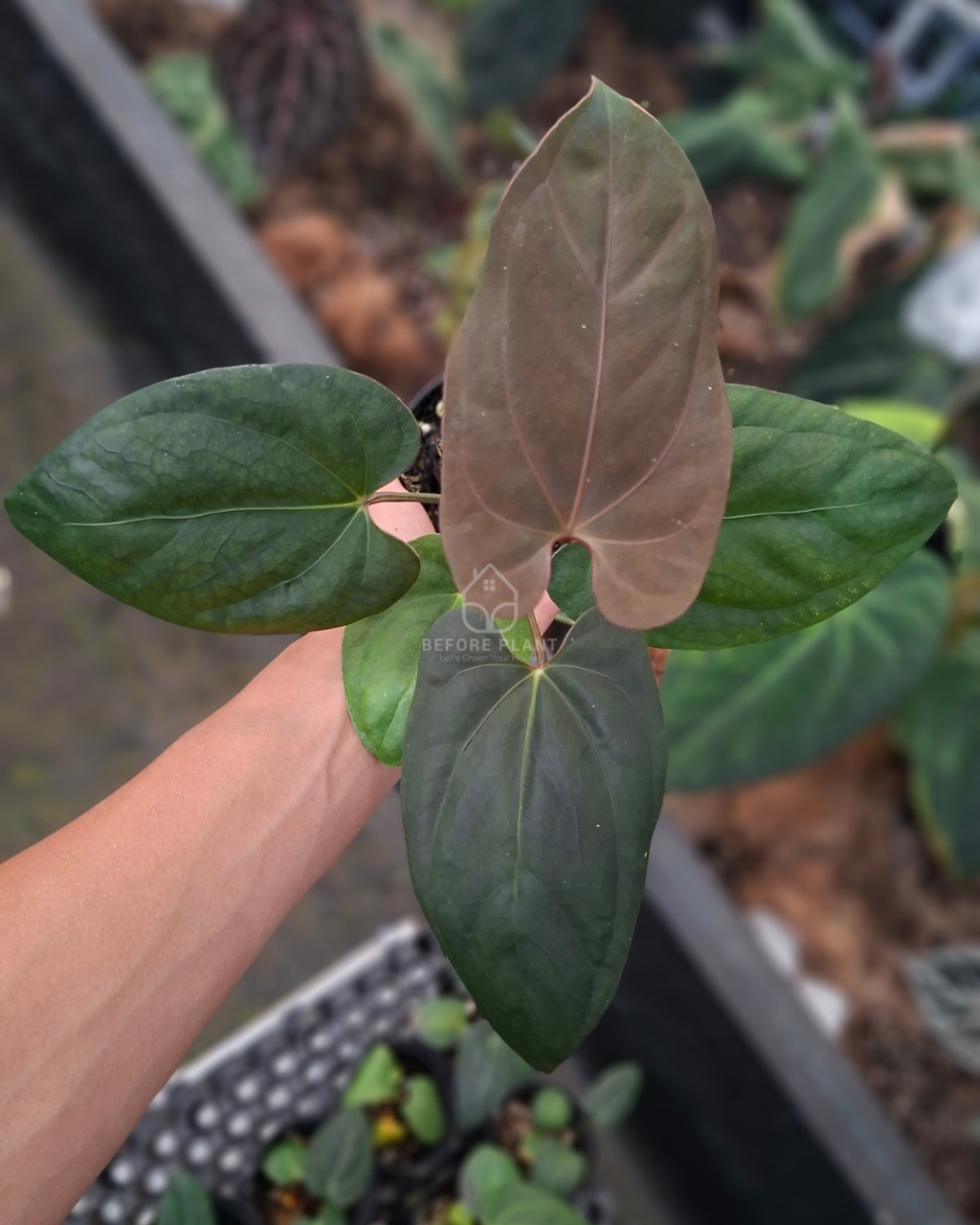 Anthurium Portillae x Dressleri