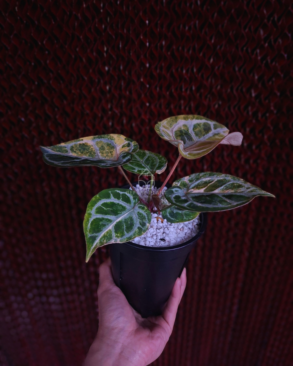 Anthurium Silver Chrome Var x Red Crystal Doc. Block