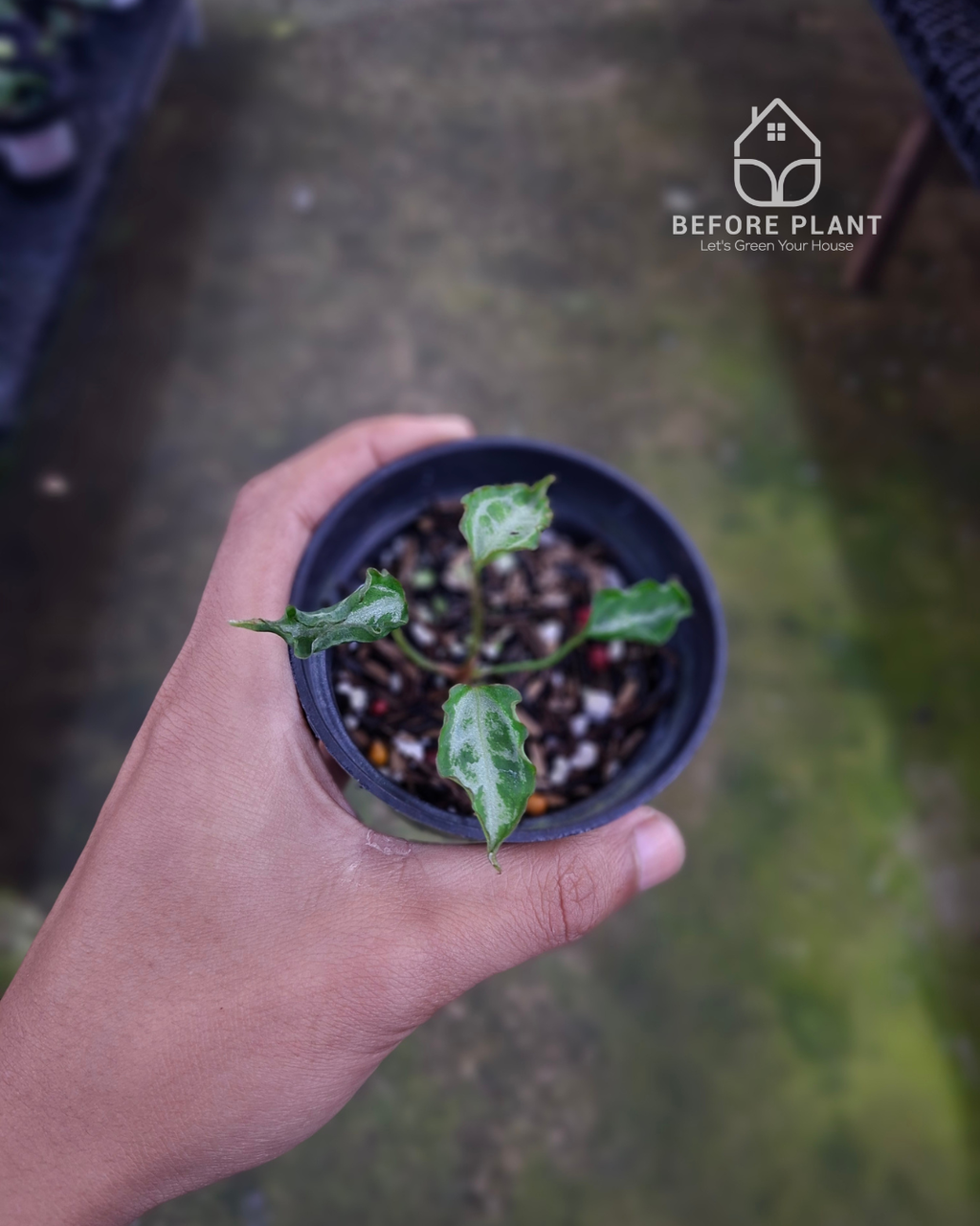 Anthurium Muchlis RC x Muchlis RC
