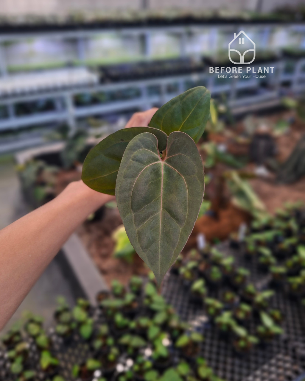Anthurium Papillilaminum x Indigo