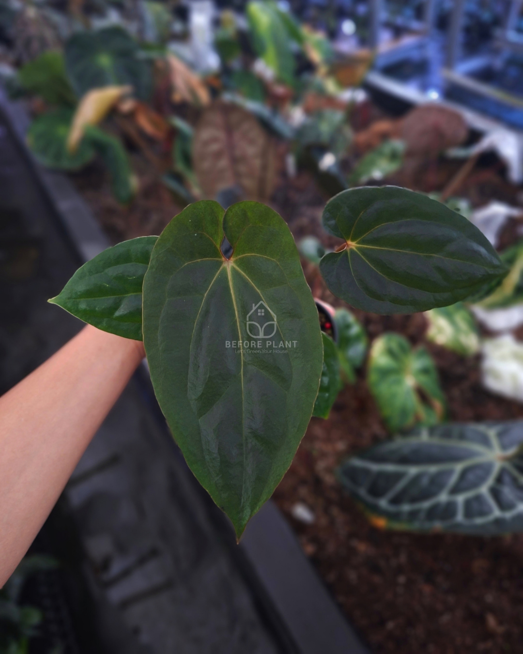 Anthurium Papi Var AOS Tezula x Self