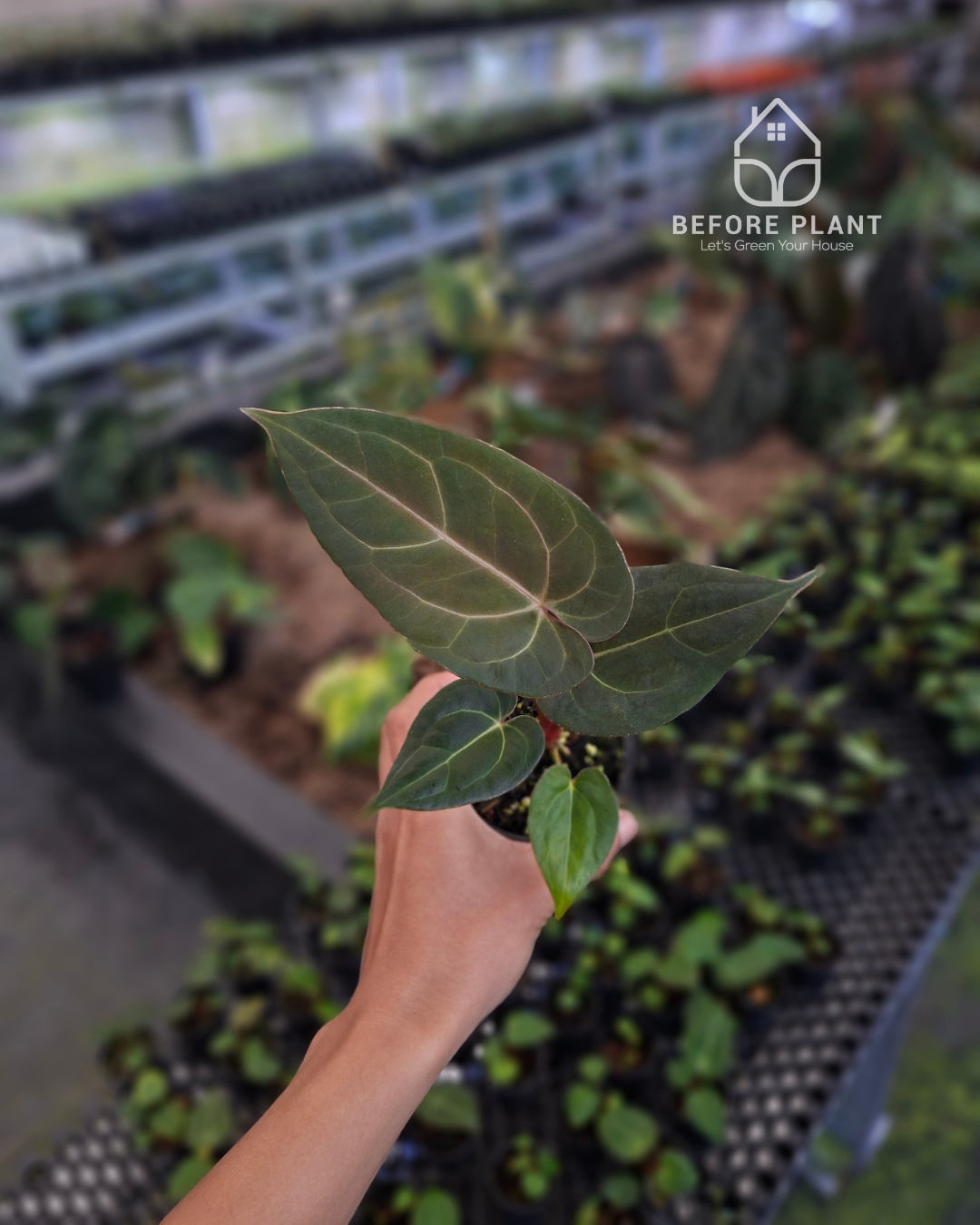 Anthurium Papillilaminum x Indigo