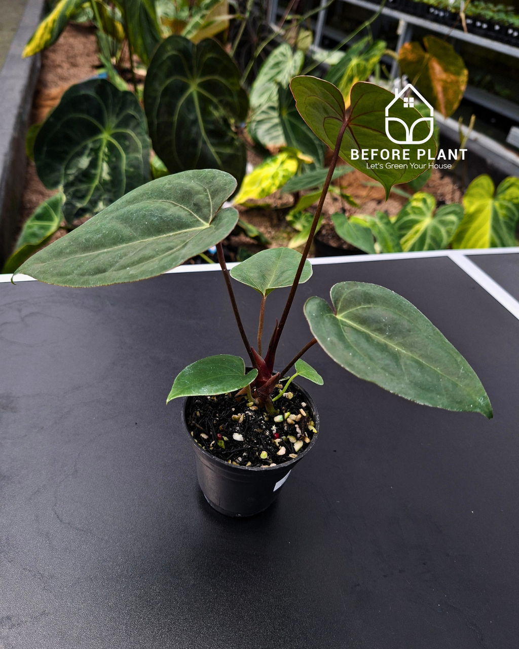 Anthurium Blood of Blue x BVIT Zara Michelle