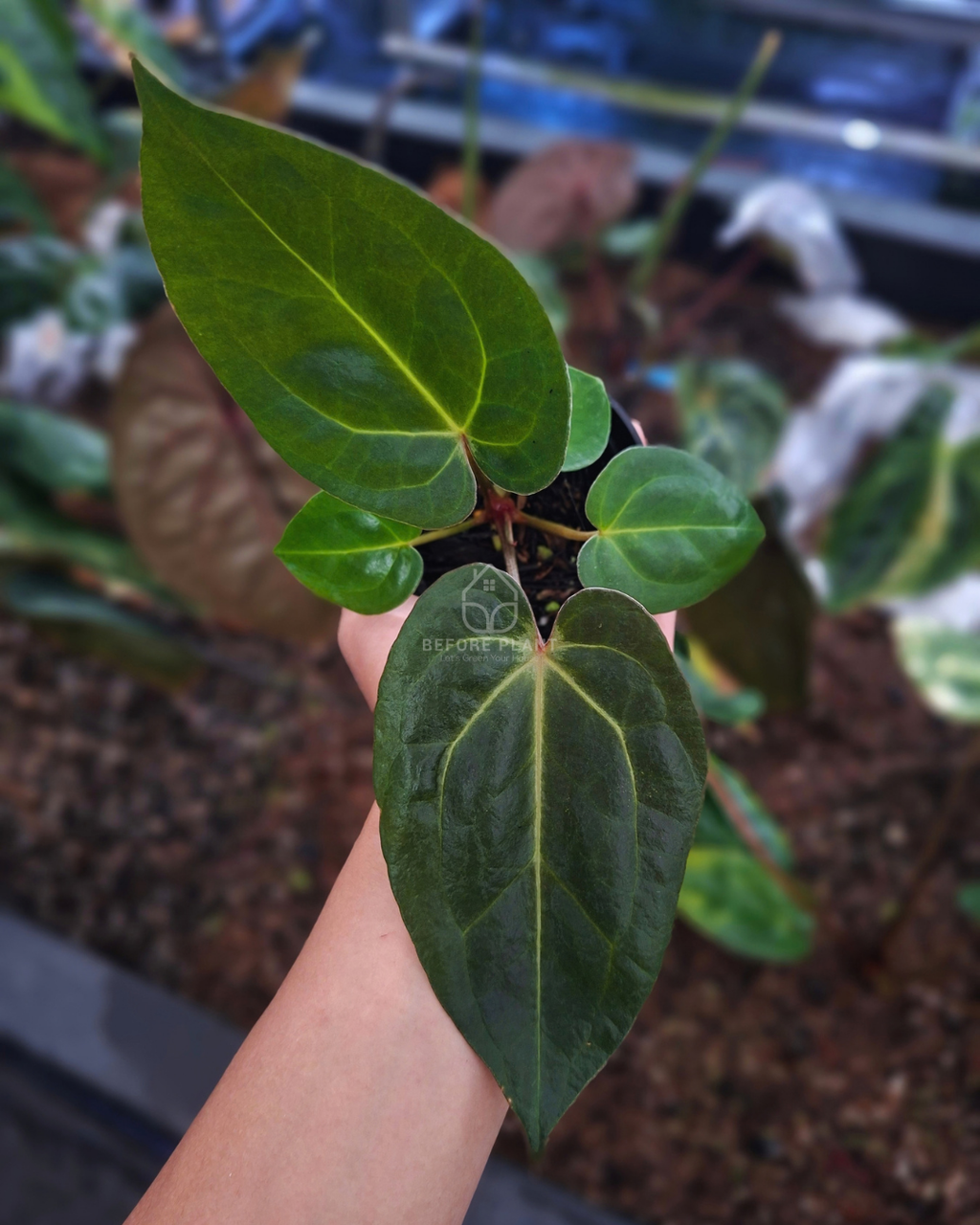 Anthurium Carla Porti NSE x Indigo