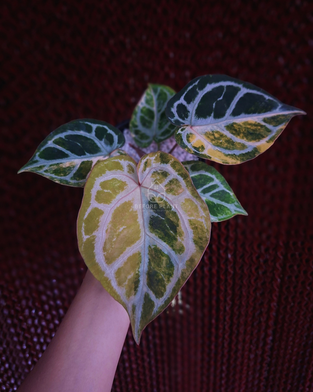 Anthurium Silver Chrome Var x Red Crystal Doc. Block