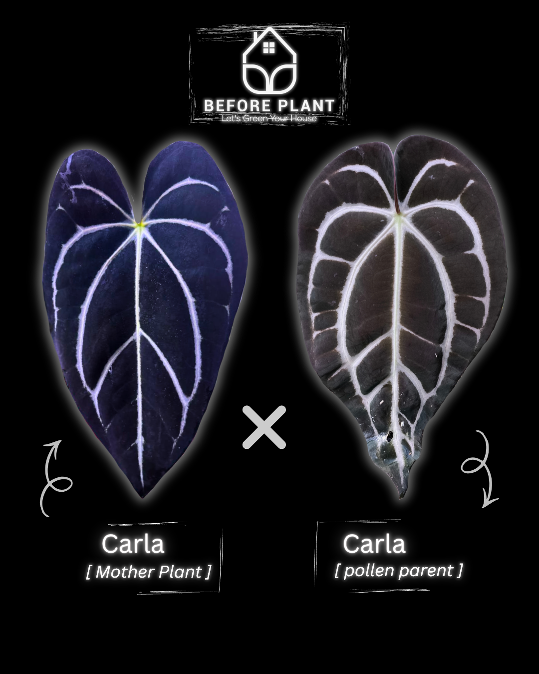 Anthurium Carla x Carla