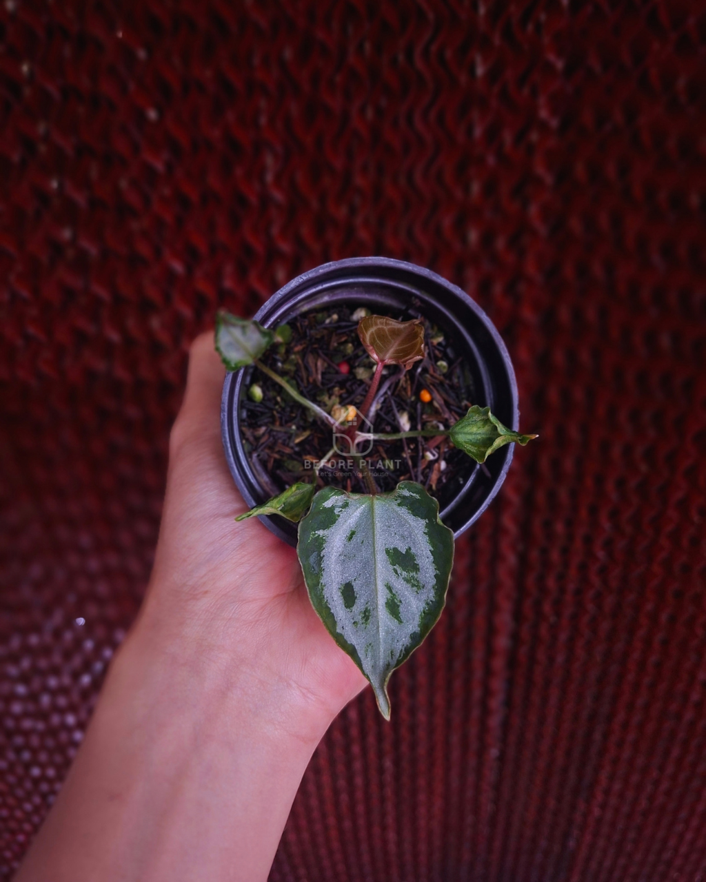 Anthurium Muchlis RC x Muchlis RC