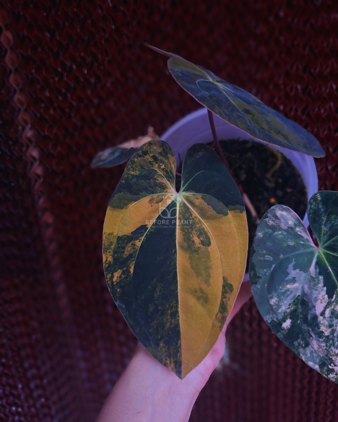 Anthurium Papi Variegated x Black Velvet