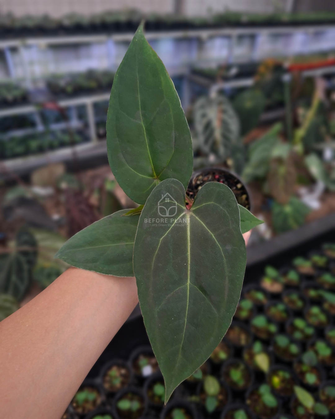 Anthurium Papillilaminum x Blue Papillilaminum