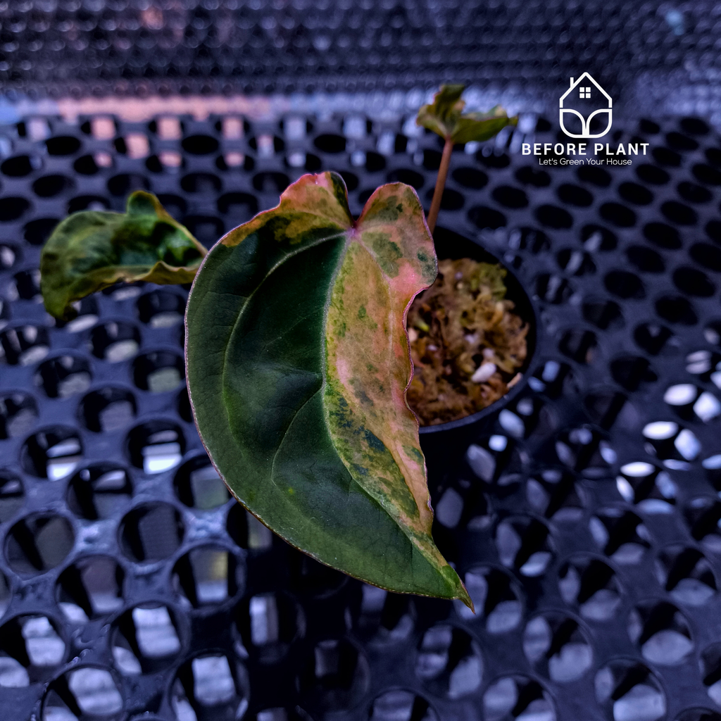 Anthurium Red Devil x ( Papi x Red Crystal )