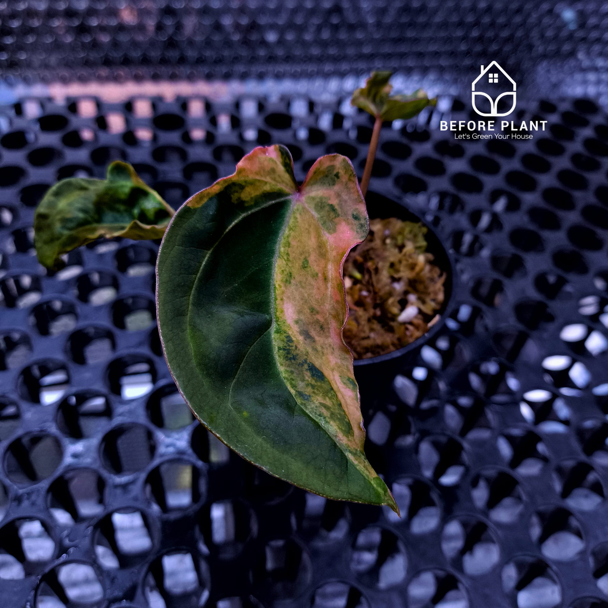 Anthurium Red Devil x ( Papi x Red Crystal )