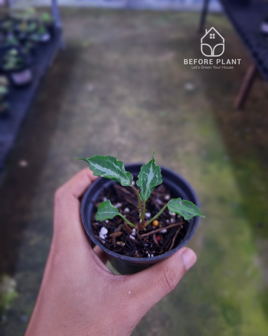 Anthurium Muchlis RC x Muchlis RC