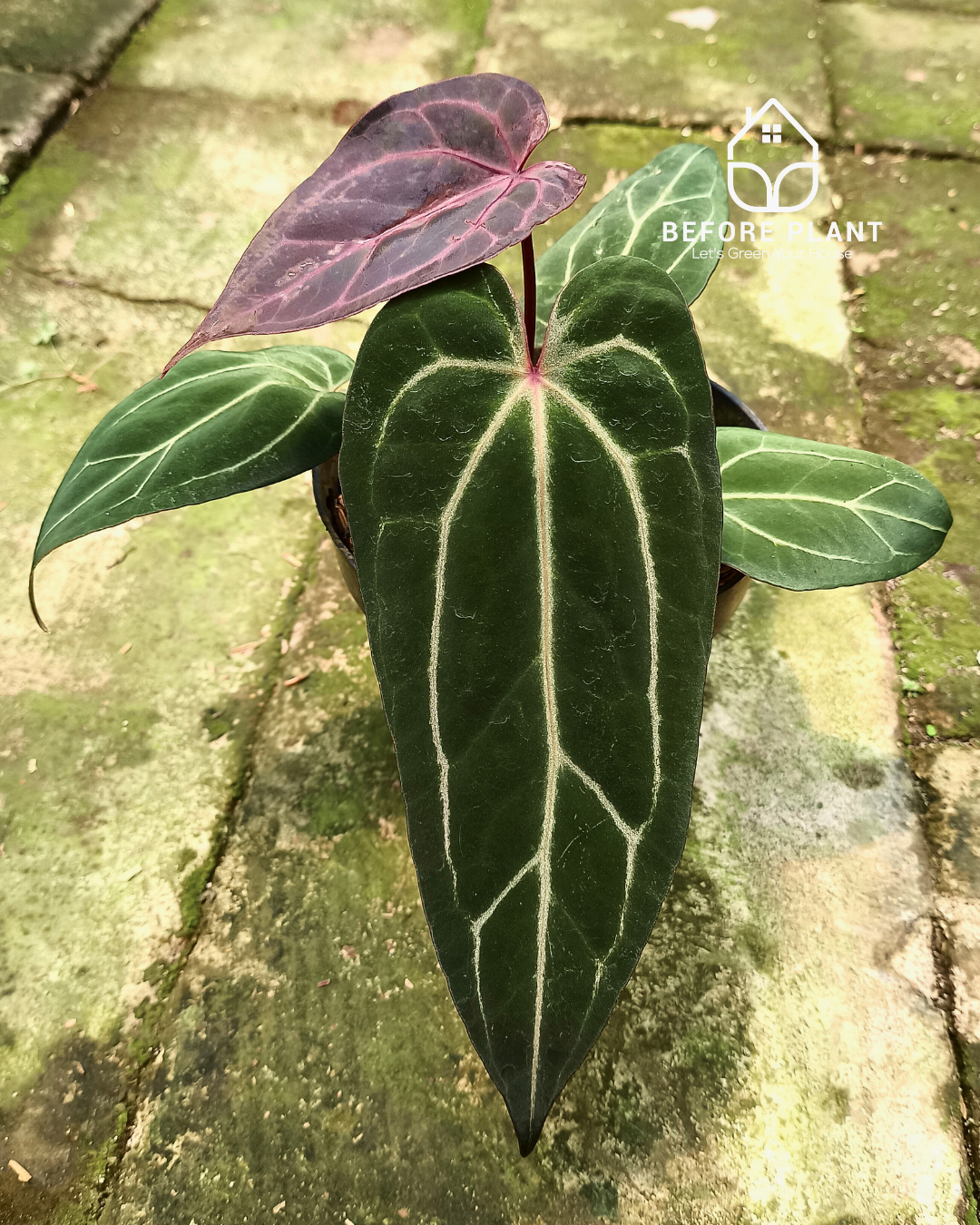 Anthurium BVIT X( Zara x Michelle )