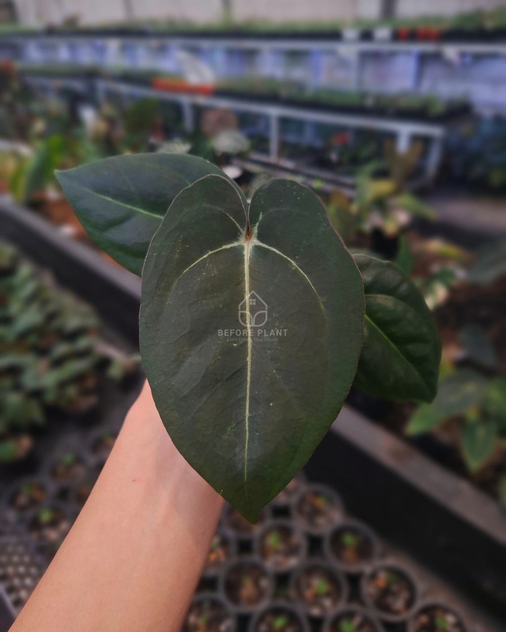 Anthurium Carla Porti NSE x Papi Var AOS Tezula