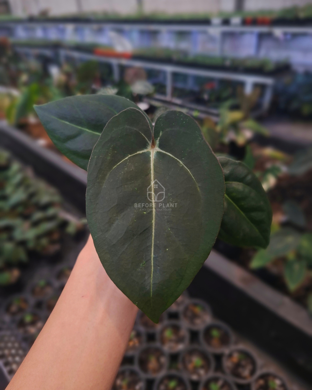 Anthurium Carla Porti NSE x Papi Var AOS Tezula