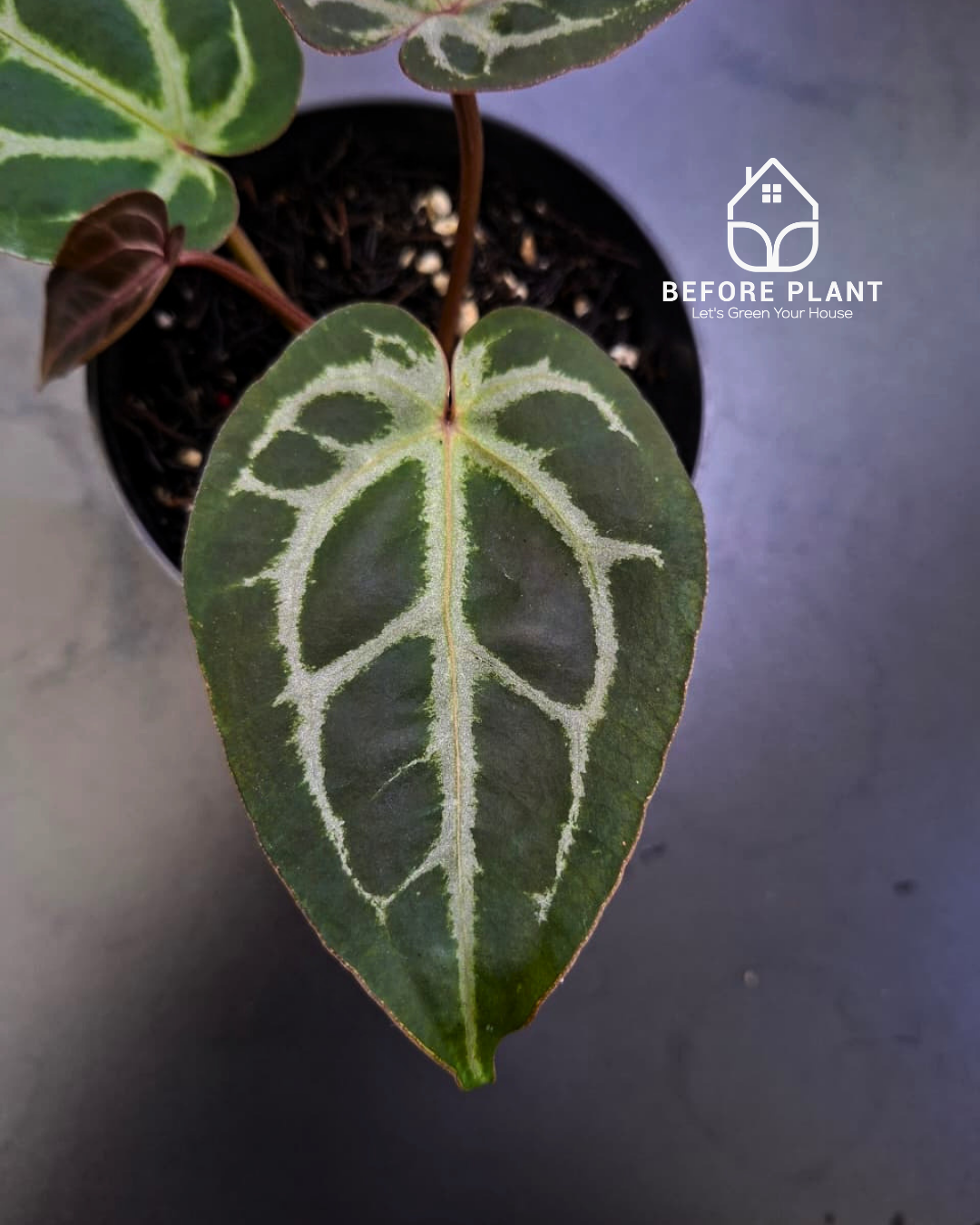 Anthurium Michelle X BVIT ZM RED