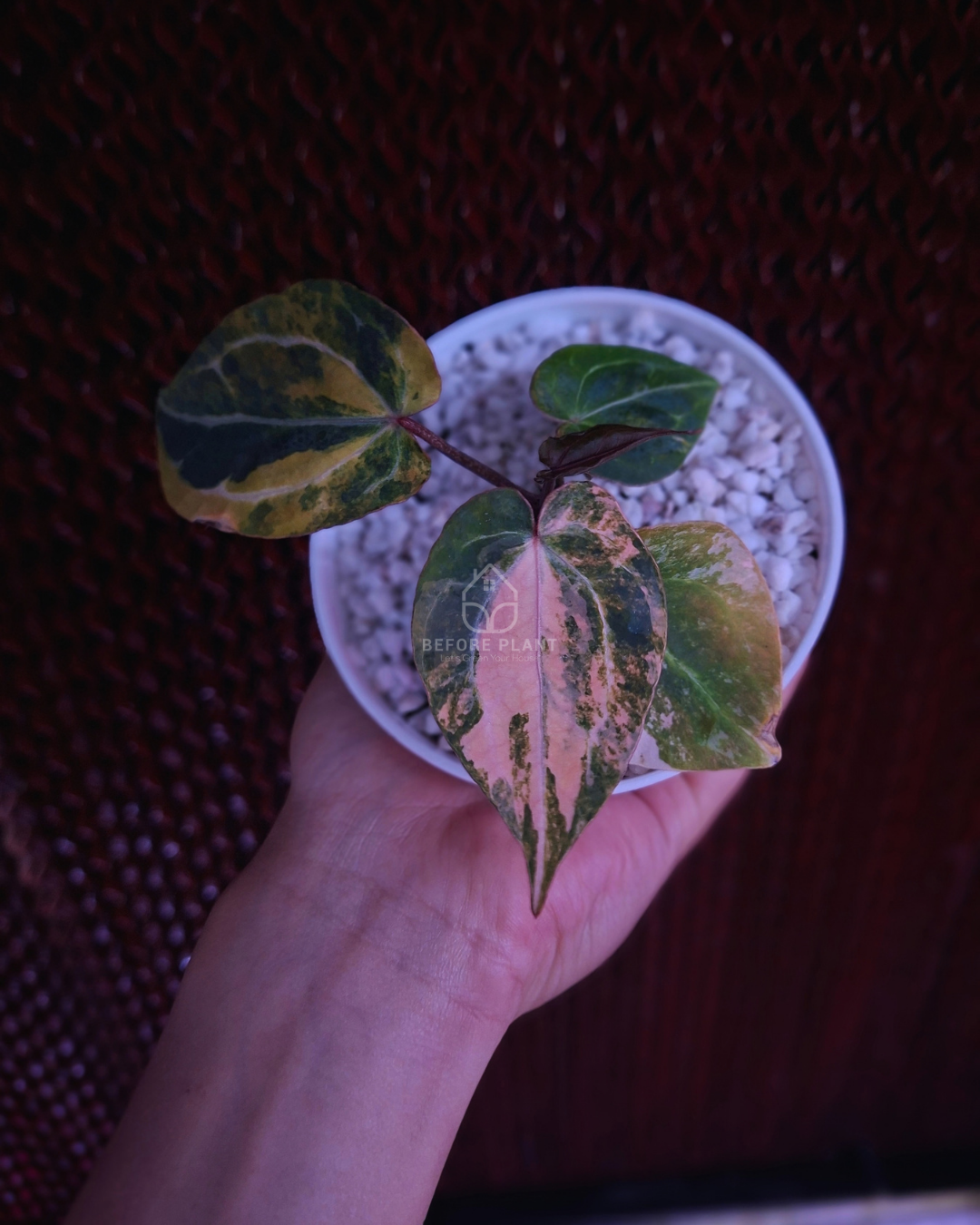 Anthurium Twistter x Red Crystal