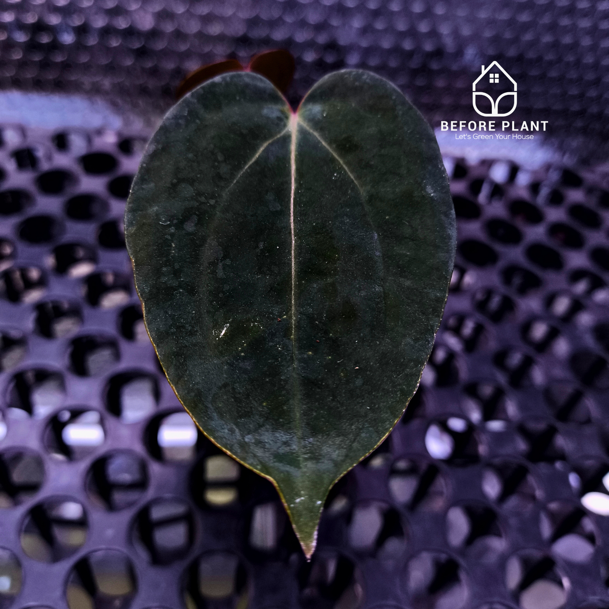 Anthurium Night Queen X Red Crystallinum