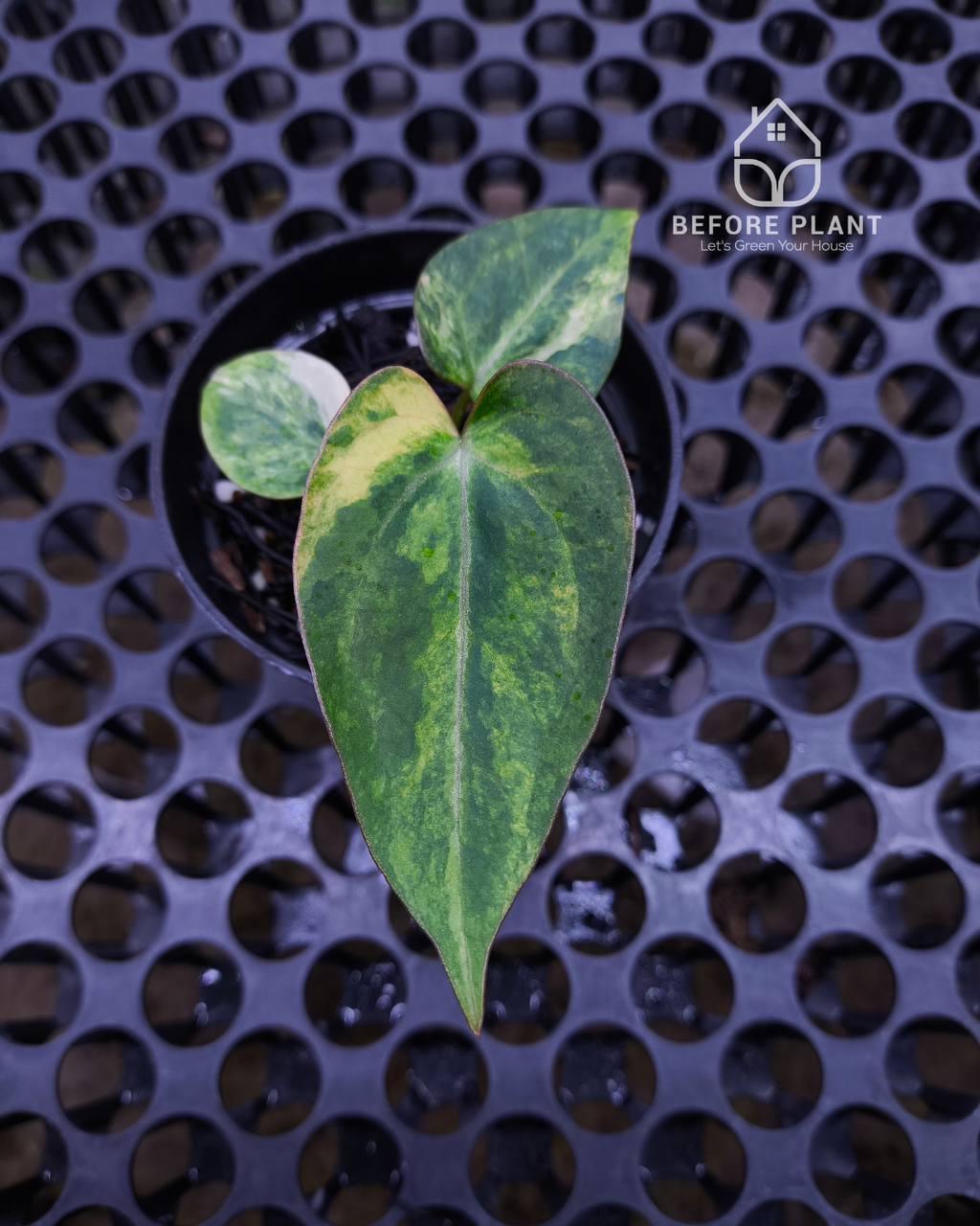 Anthurium Black Venom x RVC Michelle