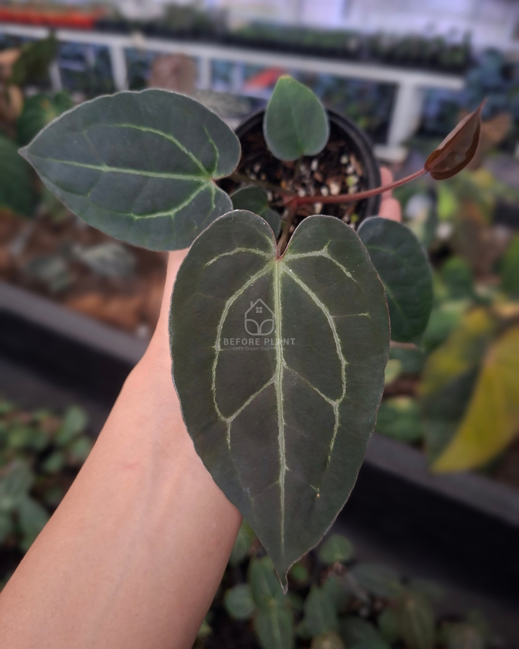 Anthurium Red Tiger x Papi Var Subsignatum