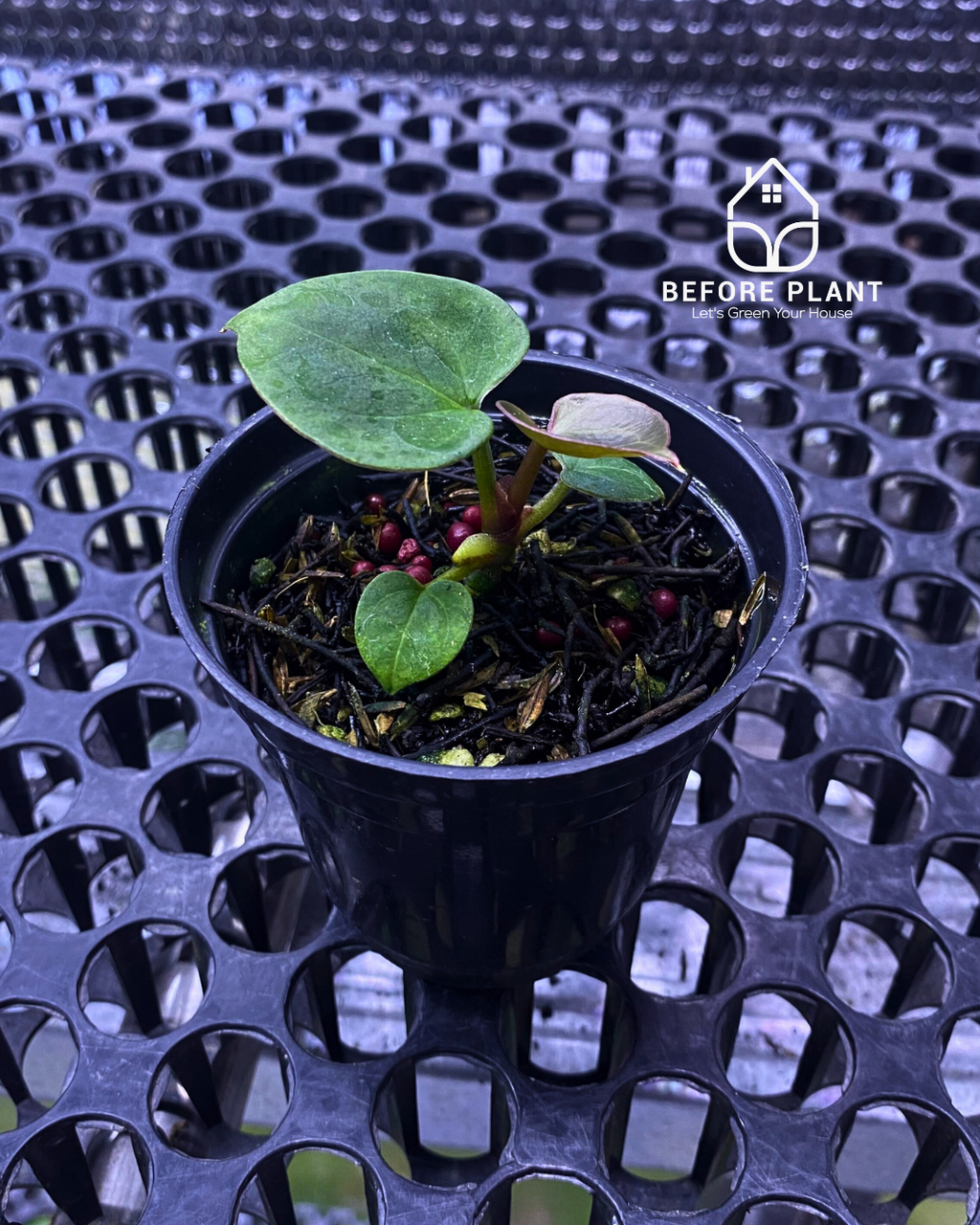 Anthurium King of Spades (HU) Seedling