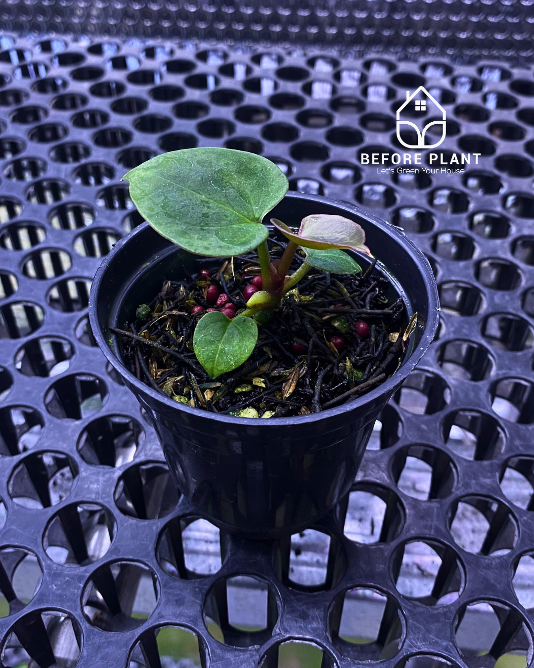 Anthurium King of Spades (HU) Seedling