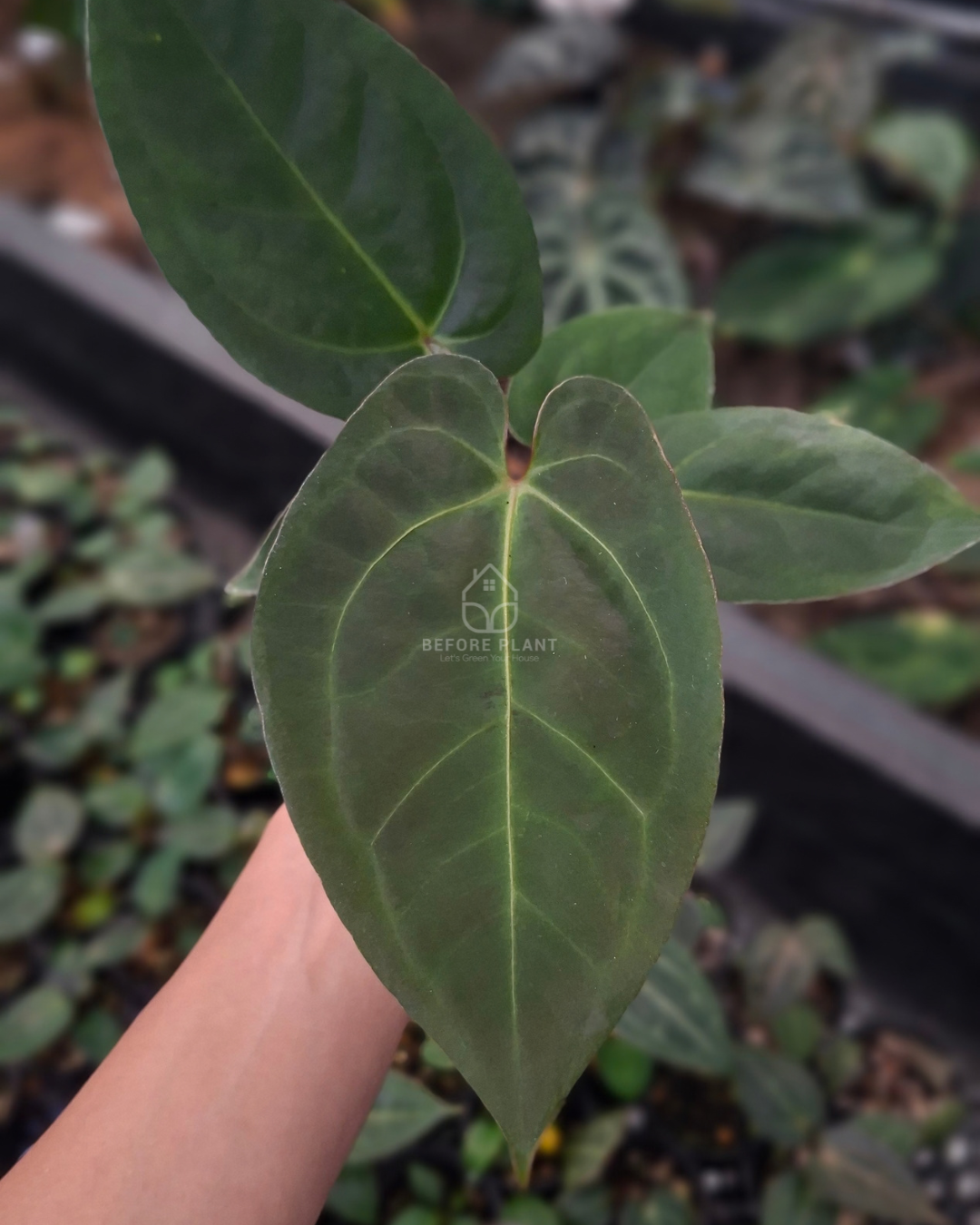 Anthurium Goliath x Michelle Pink