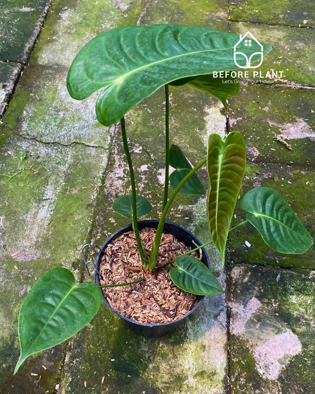 anthurium veitchii buy Anthurium Veitchii King – Beforeplant