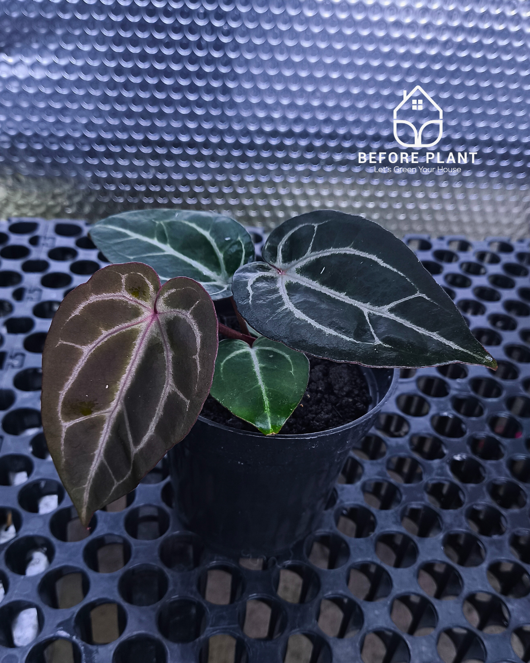 Anthurium Michelle X BVIT ZM RED – Beforeplant