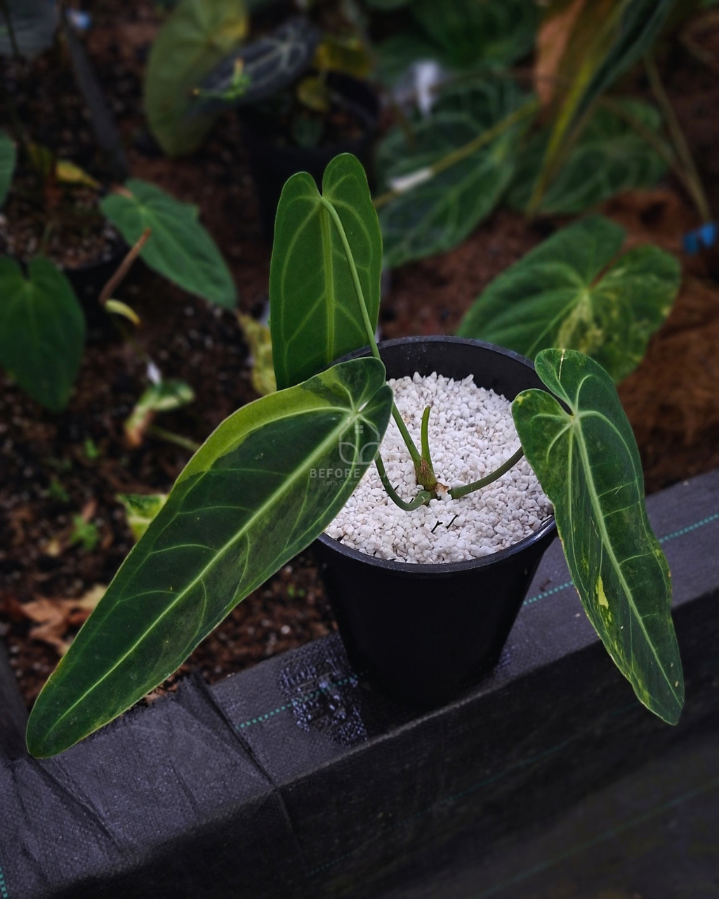 Anthurium Warocqueanum Dark Form Variegated