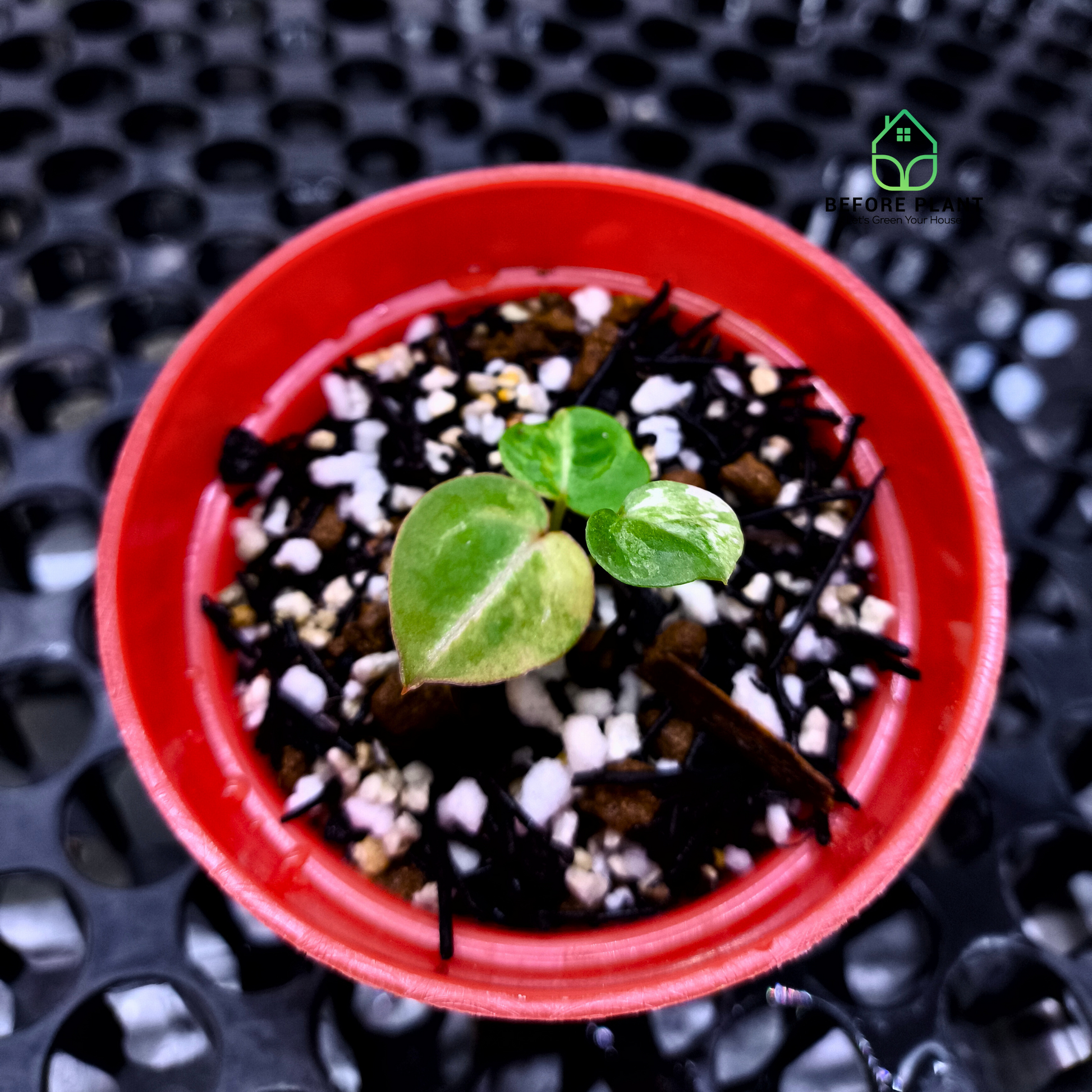 Anthurium Silver Blush x Michelle