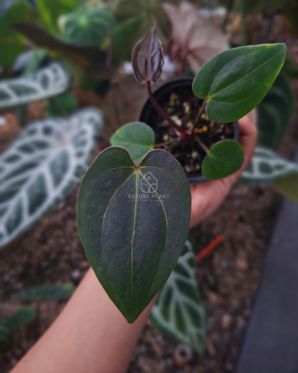 Anthurium Blood of Blue x Carla Blackiae