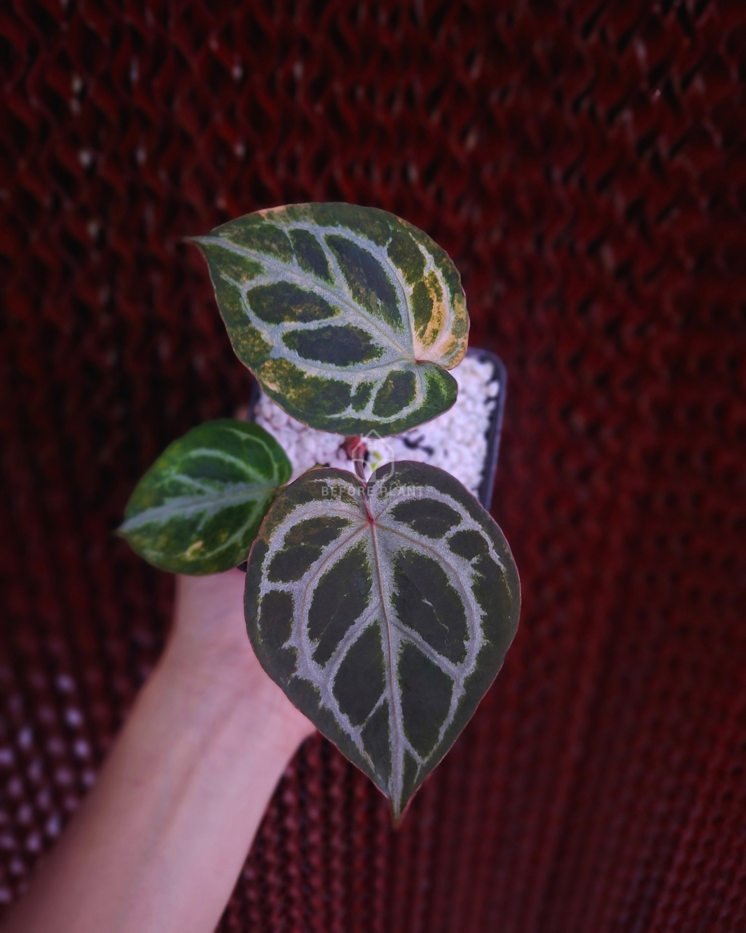 Anthurium Red Tiger Variegated