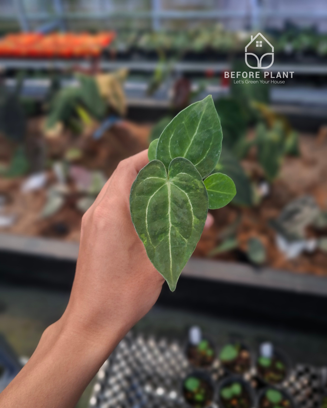 Anthurium Forgetii Blister x Indigo