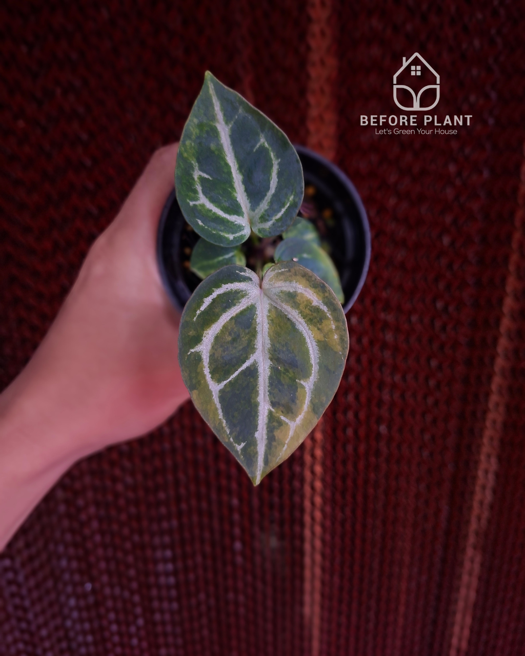 Anthurium Michelle Variegated x Pink Lemonade Black Widow Michelle
