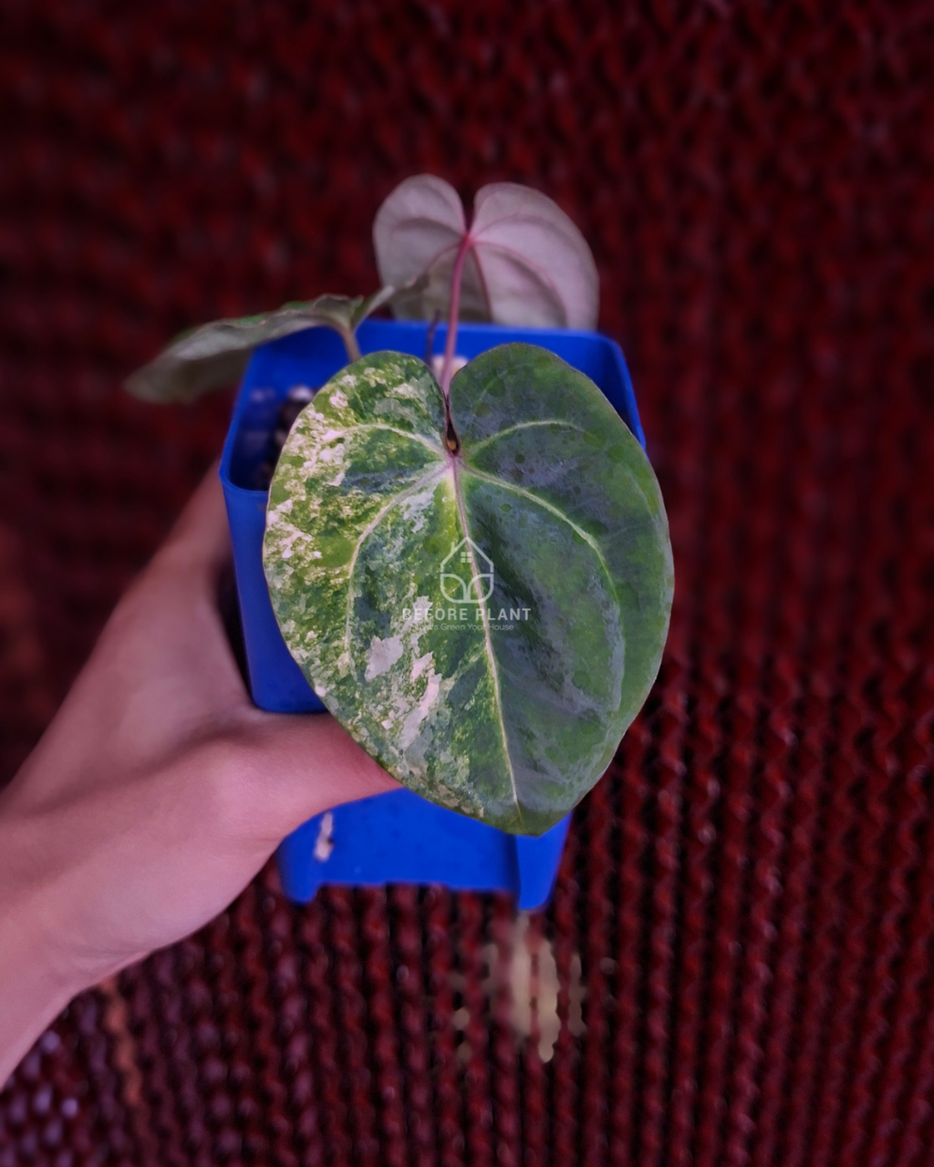 Anthurium Papillilaminum Variegated x Red Vein Dark Phoenix (RVDP)